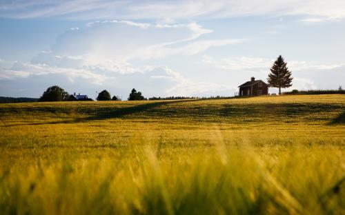 grass and house in distance_0.jpg